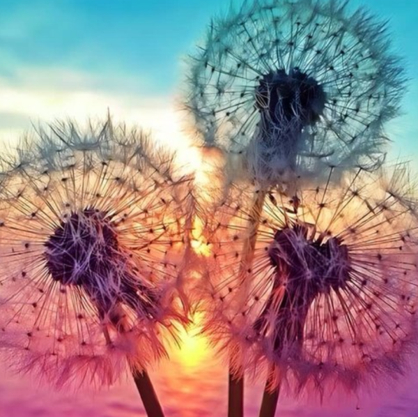 Diamond Painting Pusteblumen